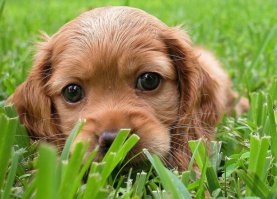 20 самых очаровательных детёнышей, которые растопят ваше сердце