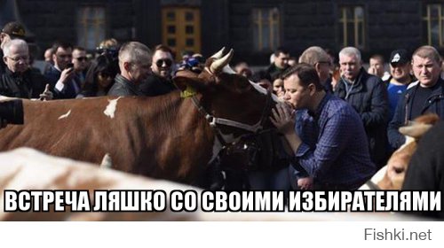 В Киеве фермеры привели на митинг коров