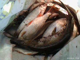 Хочу на рыбалку