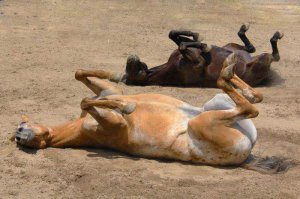 ржал вместе с женой!