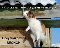 Котейки в ожидании весны