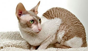 Для тех кто не хочет чтобы была шерсть дома.Лично мне нравятся корниш-рекс)