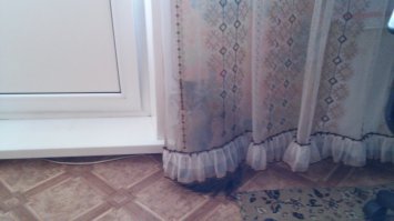 У меня тоже живёт мохнатая хвостатая мастерица маскировки)))