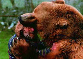 В древности бурые медведи питались львами и тиграми