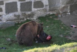 В древности бурые медведи питались львами и тиграми