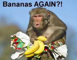 ...И пытаются создать привычные и комфортные условия...