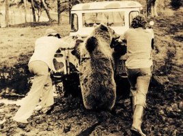 Медведь помогает попавшим в беду геологам.