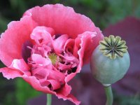 А может, вот из этого получают

или этого