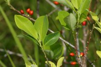 А может, вот из этого получают

или этого