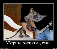Самые ужасные коты - сфинксы