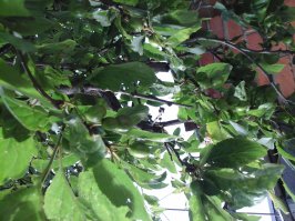 Это алыча. Краснодар+25