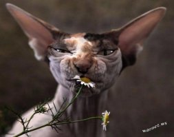 Самые ужасные коты - сфинксы