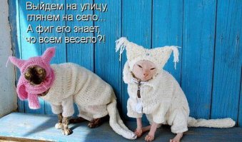 Самые ужасные коты - сфинксы
