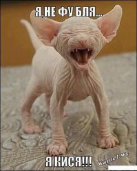 Самые ужасные коты - сфинксы
