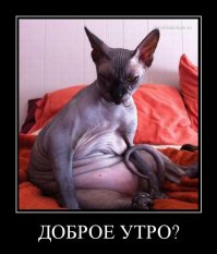 Самые ужасные коты - сфинксы