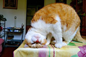 Рыбный пирог