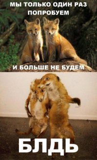 Домашние лисы