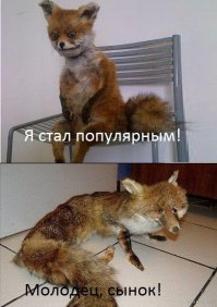 Домашние лисы