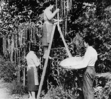 "Выфсёврёти"! На самом деле, они растут на деревьях! :)