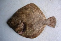 Один раз мы такого съели на Тарханкуте, только размером он был раза в два больше...:)

Ловить вот таких плавали

но и этот попался.