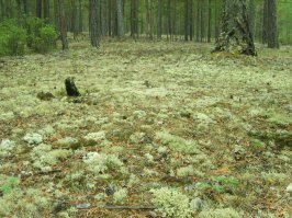 Самый лучший отдых - это вот так: 
Лес - божественный. Тишина, только шелест ветвей и хруст ягеля под ногами. Боже, как жалко наступать на него! 
Шум прибоя, крики чаек. Чайки обнаглели. Голоса людей едва слышны вдали. Запах костра.

Не понимаю что за отдых на курортах среди толп тех же самых людей.