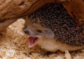 Солянка удивительных фоток, часть 9