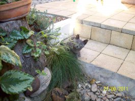 Все эти композиции из камней смотрятся отлично первый сезон.
Потом - начинаются проблемы! В камни забиваются листья, природный мусор, их крайне сложно убирать, т.к. садовый пылесос вместе с мусором катает и камни. Весной начинает пробиваться травка, даже если под каменной отсыпкой сделана подложка. На цемент гальку класть бессмысленно, т.к. она выворачивается, как обмылок, оставляя пустые лунки. 
Короче, для поддержания в приличном виде требуется много усилий. По личному опыту
Фоткали котэ, кусочек двора с камушками попал как фон