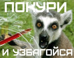 20 доказательств того, что кальян изобрели в России 