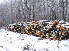 ... 75 гА покрытых тротуарной плиткой - мечта горожан  ... а растения это мусор - наш подход