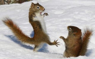 боевая белка демонстрирует школу журавля