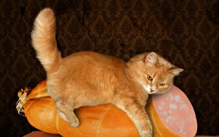 Защитил докторскую