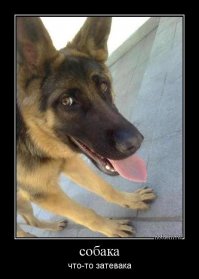 Серьёзный разговор с хаски