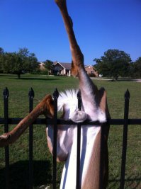  Птичку жалко...