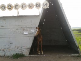 Привет, земляк!! Вот тоже из наших краёв (навеяло твоё фото с коровами на АЗС)