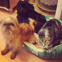 а вот и всё "трио"