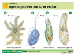 Потрясающие фотографии, которые выкладывает выгульщик собак 