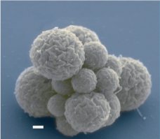 Учёные синтезируют бактерии уже, из "неживых" химических элементов.


Никакого особого духа жизни для этого не потребовалось - бактерии живут и процветают. 

Вот знакомьтесь, бактерия созданная из химии:
(продолжайте дальше говорить "как это из углеводородов могли появиться живые организмы, не бывает такого!)