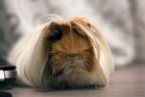 Моя мне больше мила.