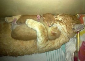 Спящие животные, которые шокируют своими позами для сна