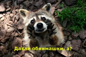 Домашние еноты