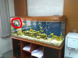 Вот это карп?