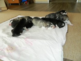 неа я собак развожу )))