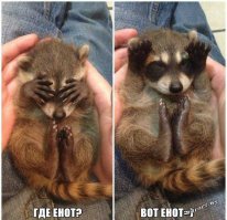 За енотов всегда плюс:)
