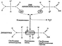 В белках действительно полипептидная цепочка, состоящая из аминокислот, связанных пептидной связью (карбоксильная группа + аминогруппа). Нуклеотиды же связываются при образовании фосфодиэфирной связи (остаток фосфорной кислоты). Можете посмотреть приложенные картинки. И на ДНК с РНК ничего не вешается, с них считывается. Т.е. они являются как-бы инструкцией для сборки всех белков организма. У человека информация хранится в ДНК в ядре, она является матрицей для сборки РНК (тоже из нуклеотидов). РНК уже выходит из ядра, где становится матрицей для сборки белков в рибосомах.
