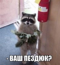 Домашние еноты