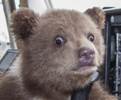 Эти глаза))))))))))