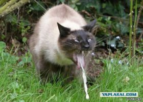 Сумасшедшие женские селфи, которые не дадут вам заскучать 