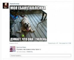Смешные комментарии из социальных сетей
