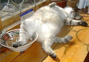 Нас и тут неплохо кормят..........