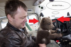 Медвеженок Мансур учится летать  